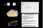 Foto (Objekt + Etikett) von Pithonoton marginatum (von Meyer, 1842)  (NHMW-GEO-2014-0194-0840)